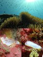 アンドエス 六本木(and S.) 普段は伊豆の海でダイビングしてます♪ウミウシ探しに夢中☆