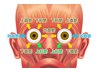 スマホ老眼の状態、眼筋のバランスが崩れるをほぐしコース