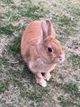 アロマ整体 クーラ(Cura) ウサギ(ネザーランドドワーフ)の女の子を飼っていました