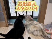 チョウノヤシロ/猫が苦手な人も通ってます