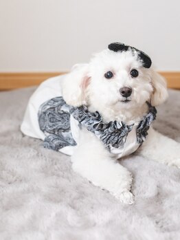 ハレル(HARE.Ru)/看板癒やし犬