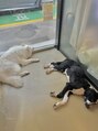 プロテア 藤枝店(PROTEA)&nbsp;動物が好きで最近犬カフェに行きました♪家に犬も飼ってます^ ^