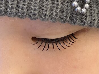 ネリネ 博多(nerine)/パリエク120本