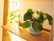 ソラ(SORA)/施術室の観葉植物