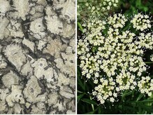 眠れるよもぎ蒸し 仙川店/センキュウ