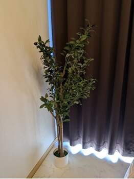 ルミエール(Lumiere)/リラックスできる観葉植物