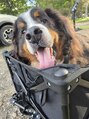 ビーティーバニ(B.tBani)&nbsp;愛犬バル2025/09/17虹の橋へ