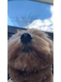 アリスラッシュ 自由が丘店(Alice lash)&nbsp;愛犬のポメプーが可愛くて仕方ないです。