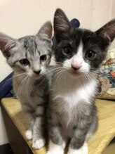 ソワンド ルバンシュ/我が家の猫☆