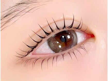 イリス(iris)の写真