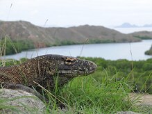 アジアンリラクゼーション ヴィラ 大橋店(asian relaxation villa)/バリ；リンチャ島コモド国立公園