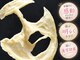 ペティアン レーヴ(PETILLANT reve)の写真