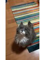 スマナ 私の猫