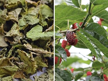 眠れるよもぎ蒸し 仙川店/桑葉(ソウヨウ)