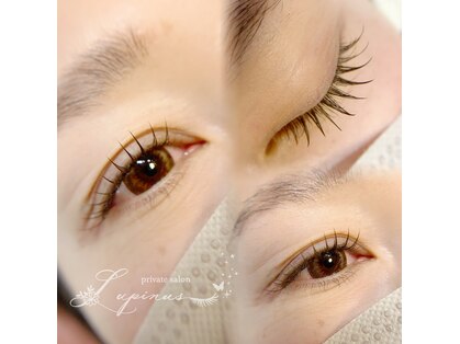 ルピナス(Lupinus)の写真