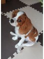 MINATOカイロプラクティック 西船橋駅前整体院 愛犬のチャイです☆