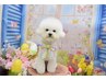 【セラピー犬】看板犬のボムが癒しの空間へ♪導きます