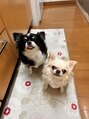 ドットリセット(.RESET) 大の動物好きです。実家には犬(チワワ)が3匹います。
