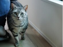 運が良ければ見れる当店の看板猫※施術室には入ってきません。