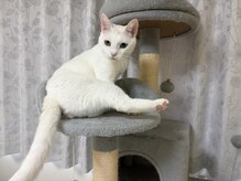 アルム 大山(Aleum)の雰囲気（自由気ままな看板猫のため、お出迎えがない日もあります♪）