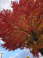 ビーティーバニ(B.tBani)&nbsp;お店へ向かう道は毎年紅葉がキレイです