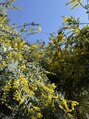リラ鍼灸接骨院(Rela鍼灸接骨院)&nbsp;花が好きで3月にはミモザを見に行ってきました！