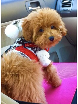 ケン指圧治療院(KEN指圧治療院)/子犬のナナ。