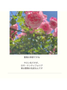 ロサ ケンティフォリア(Rosa centifolia)/~Rosa centifolia~