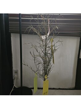 ミホズルーム(Miho‘s room)/七夕はササ蒸し!