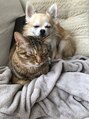 ウェル(well)&nbsp;うちの犬と猫です