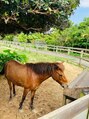 ナカナカ 東中野(naka.naka)&nbsp;宮古島旅行の思い出の写真！宮古馬はちょっと小さめみたいです！