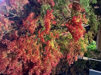 ヨサパーク エリー 富雄(YOSA PARK ellie)/秋の紅葉