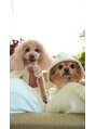 癒し～ぷ&nbsp;もみの愛犬2匹です！チワワ♂とトイプードル♀飼ってます★