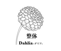 ダリア 甲府昭和(Dahlia)