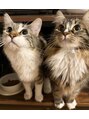ゼンアイズ(Zen eye's) 我が家の猫ちゃんたち♪ノルウェージャンとメインクーンです!