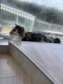 フィズ 福岡薬院店(FIS)&nbsp;猫カフェ巡り