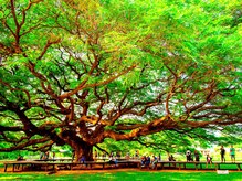 アジアンリラクゼーション ヴィラ 福岡東店(asian relaxation villa)/タイ王国　カーンチャナブリの樹