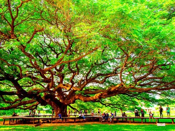 アジアンリラクゼーション ヴィラ 福岡東店(asian relaxation villa)/タイ王国　カーンチャナブリの樹