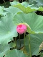 日本橋トータルボディケアサロン ミラー(MIRROR) 上野の辯財天には毎月お詣りに行きます