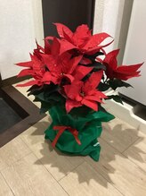 ブレッシングス(BLESSINGS)/ポインセチア来ました♪