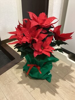 ブレッシングス(BLESSINGS)/ポインセチア来ました♪