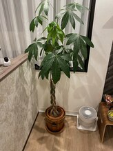 青梅やわらか整体/2023年のパキラ