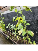 ミホズルーム(Miho‘s room)/咲きました！