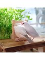 アンジェリカミッシェル 仙台店 我が家の白文鳥とクリーム文鳥です＊毎日癒やされています♪