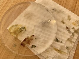 オリジナルカラー