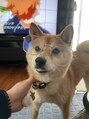 癒し~ぷ 実家のわんこです