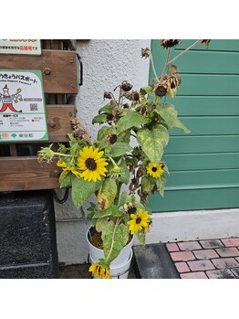 ミホズルーム(Miho‘s room)/目印のひまわり