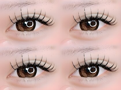 アピス(Apis)の写真