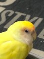 ひなた整骨院 新深江院 実家で飼っているインコです。めちゃくちゃ凶暴です（怖）