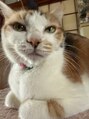 アジアンリラクゼーションヴィラ 長岡店(asian relaxation villa) 実家で猫飼ってます☆